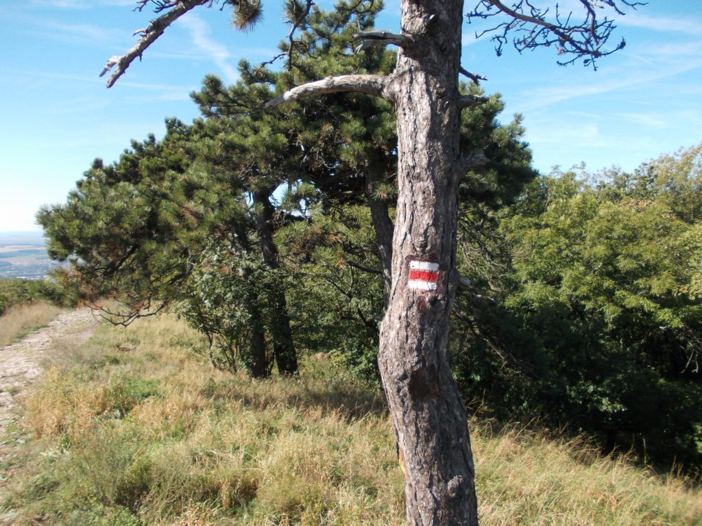 Horizontal marker on a tree